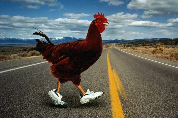 Trovate il vostro percorso di avventura con la Chicken Road in Italia - panoramica